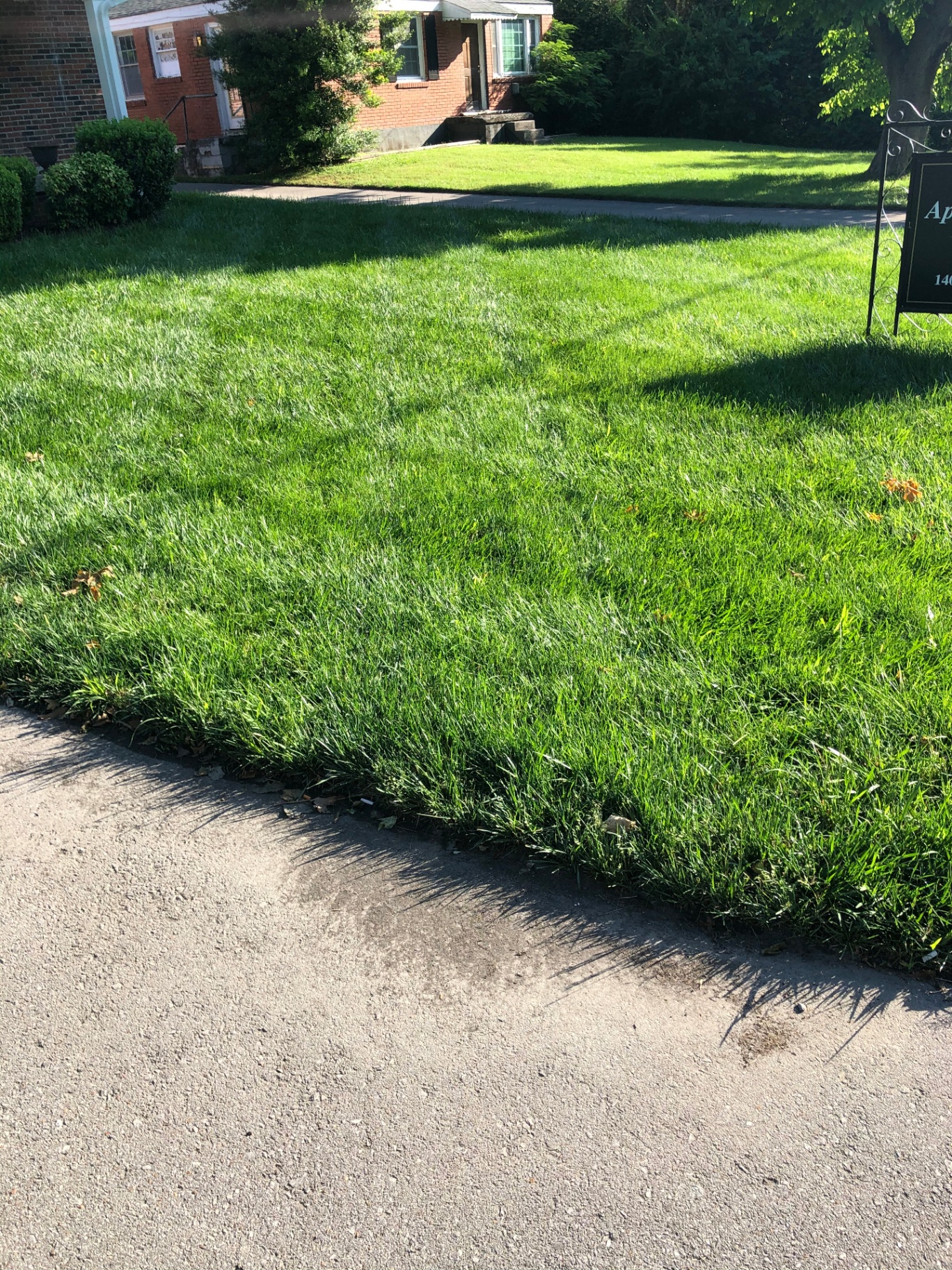 A thick, freshly mowed front lawn along a residential street, maintained by Magnolia Green Lawns